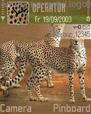 Gepardi, Zvieratá - Schémata, motivy na mobil - Ikonka