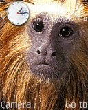 Opice, Zvieratá - Schémata, motivy na mobil - Ikonka